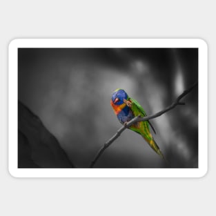 Rainbow Lorikeet_5167A Sticker